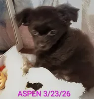 Aspen, a female Chihuahua for sale in Lebanon, MO – 1 of 6