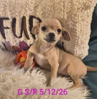 Stormys Princess LC, a female Chihuahua for sale in Lebanon, MO – 5 of 7