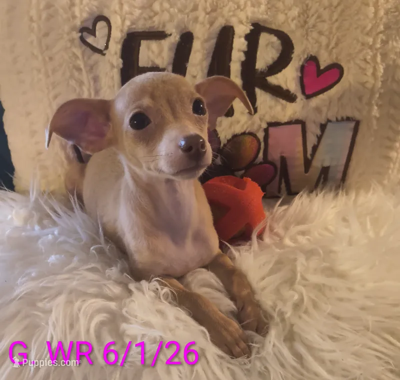 Rosie – Chihuahua puppy for sale in Lebanon, MO
