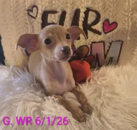 Rosie, a female Chihuahua for sale in Lebanon, MO – 1 of 6