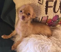 Alto- LC, a male Chihuahua for sale in Lebanon, MO – 4 of 5