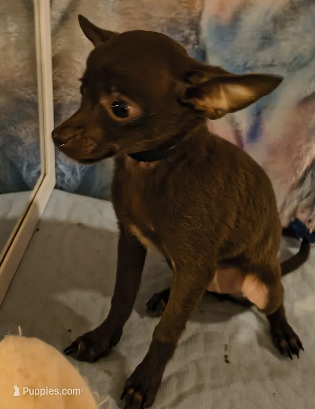 Bentley  – Chihuahua puppy for sale in Lebanon, MO
