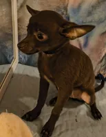 Bentley , a male Chihuahua for sale in Lebanon, MO – 1 of 3