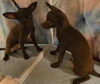 Bentley , a male Chihuahua for sale in Lebanon, MO – 2 of 3