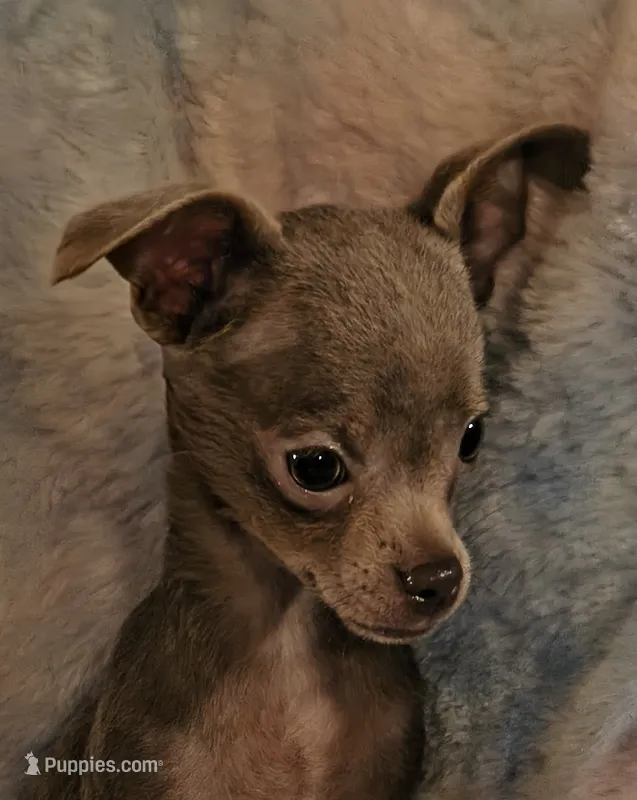 Loki – Chihuahua puppy for sale in Lebanon, MO