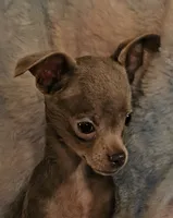 Loki, a male Chihuahua for sale in Lebanon, MO – 1 of 4