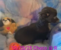 Sadie Star, a female Chihuahua for sale in Lebanon, MO – Photo 4 of 4