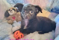 Sadie Star, a female Chihuahua for sale in Lebanon, MO – Photo 2 of 4