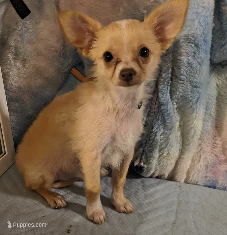 Rimi, a male Chihuahua for sale in Lebanon, MO – 1 of 4