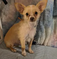 Rimi, a male Chihuahua for sale in Lebanon, MO – 1 of 4