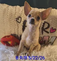 Dreamer, a male Chihuahua for sale in Lebanon, MO – 5 of 5
