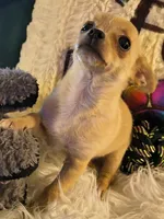 Tabolt, a male Chihuahua for sale in Lebanon, MO – 2 of 6