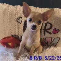Dreamer, a male Chihuahua for sale in Lebanon, MO – 1 of 5
