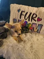 Tabolt, a male Chihuahua for sale in Lebanon, MO – 5 of 6