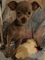 Loki, a male Chihuahua for sale in Lebanon, MO – 2 of 4