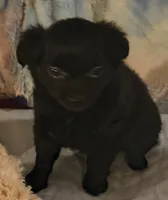 Aspen, a female Chihuahua for sale in Lebanon, MO – 2 of 6