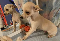 Benji, a male Chihuahua for sale in Lebanon, MO – 4 of 4