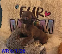 Franky, a male Chihuahua for sale in Lebanon, MO – 2 of 6