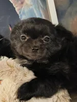 Chiefs Ransom , a male Chihuahua for sale in Lebanon, MO – 3 of 6