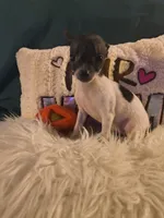 Willows Girl, a female Chihuahua for sale in Lebanon, MO – 8 of 8