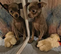 Loki, a male Chihuahua for sale in Lebanon, MO – 4 of 4