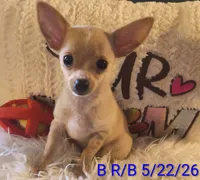 Dreamer, a male Chihuahua for sale in Lebanon, MO – 4 of 5