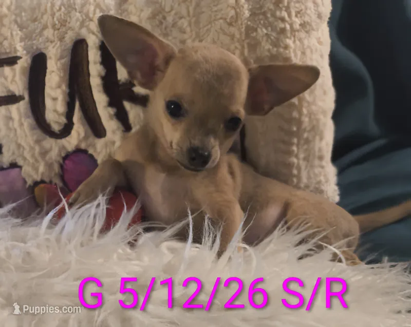 Stormys Princess LC – Chihuahua puppy for sale in Lebanon, MO