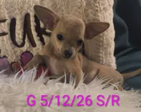 Stormys Princess LC, a female Chihuahua for sale in Lebanon, MO – 1 of 7