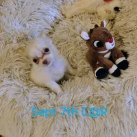 Cotton Angel, a male Chihuahua for sale in Lebanon, MO – Photo 3 of 5