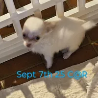 Cotton Angel, a male Chihuahua for sale in Lebanon, MO – Photo 5 of 5