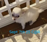 Cotton Angel, a male Chihuahua for sale in Lebanon, MO – Photo 5 of 5