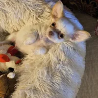 Cotton Angel, a male Chihuahua for sale in Lebanon, MO – Photo 4 of 5