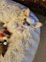 Cotton Angel, a male Chihuahua for sale in Lebanon, MO – Photo 4 of 5