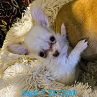 Cotton Angel, a male Chihuahua for sale in Lebanon, MO – Photo 1 of 5