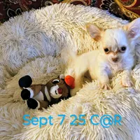 Cotton Angel, a male Chihuahua for sale in Lebanon, MO – Photo 2 of 5