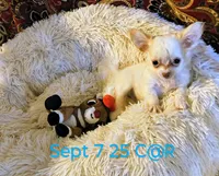 Cotton Angel, a male Chihuahua for sale in Lebanon, MO – Photo 2 of 5