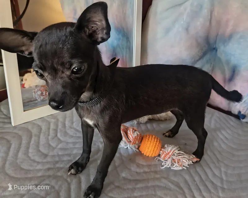 Lady's Choice  – Chihuahua puppy for sale in Lebanon, MO