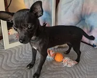 Lady's Choice , a female Chihuahua for sale in Lebanon, MO – Photo 1 of 3