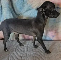Lady's Choice , a female Chihuahua for sale in Lebanon, MO – Photo 2 of 3