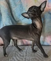 Lady's Choice , a female Chihuahua for sale in Lebanon, MO – Photo 3 of 3