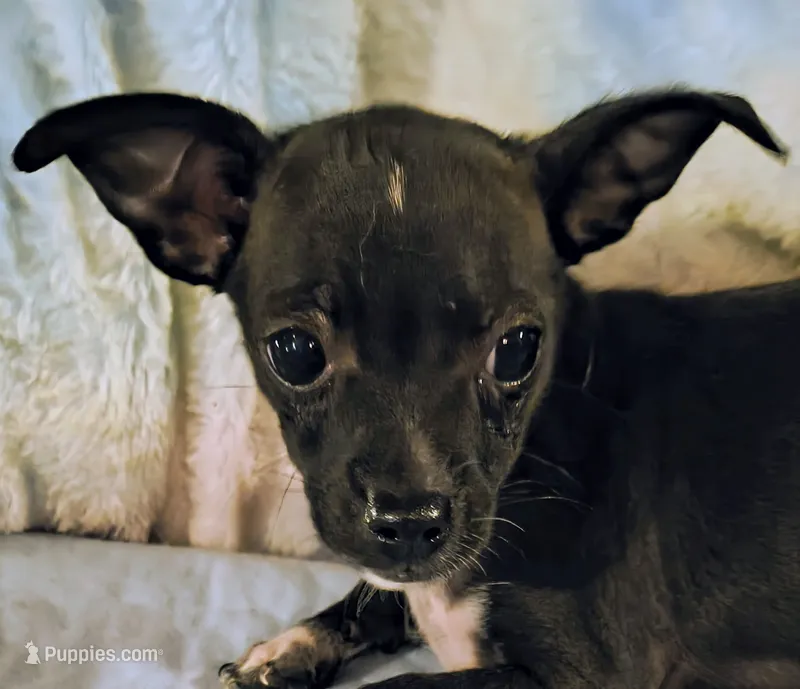 Meadow – Chihuahua puppy for sale in Lebanon, MO