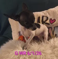 Willows Girl, a female Chihuahua for sale in Lebanon, MO – 4 of 8