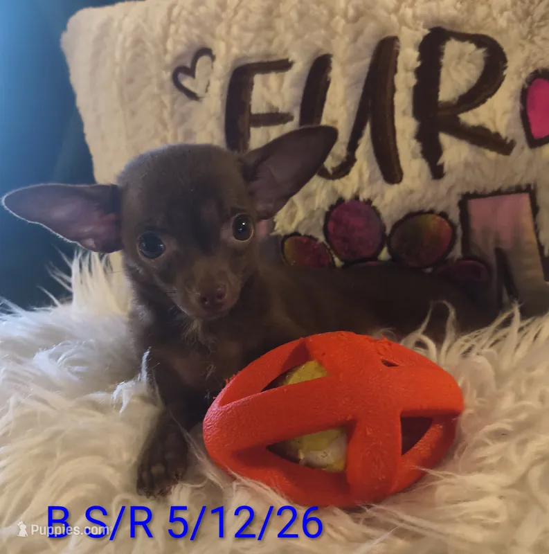 Winston – Chihuahua puppy for sale in Lebanon, MO