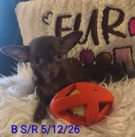 Winston, a male Chihuahua for sale in Lebanon, MO – 1 of 6