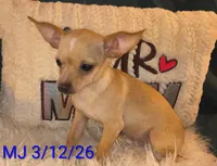 Chad, a male Chihuahua for sale in Lebanon, MO – 4 of 4