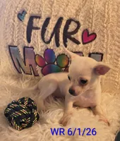 Casper, a male Chihuahua for sale in Lebanon, MO – 3 of 6