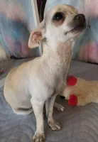 Star Dust , a female Chihuahua for sale in Lebanon, MO – Photo 5 of 7