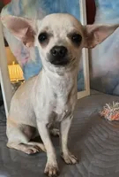 Star Dust , a female Chihuahua for sale in Lebanon, MO – Photo 6 of 7