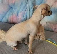 Star Dust , a female Chihuahua for sale in Lebanon, MO – Photo 7 of 7