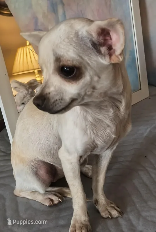 Star Dust  – Chihuahua puppy for sale in Lebanon, MO